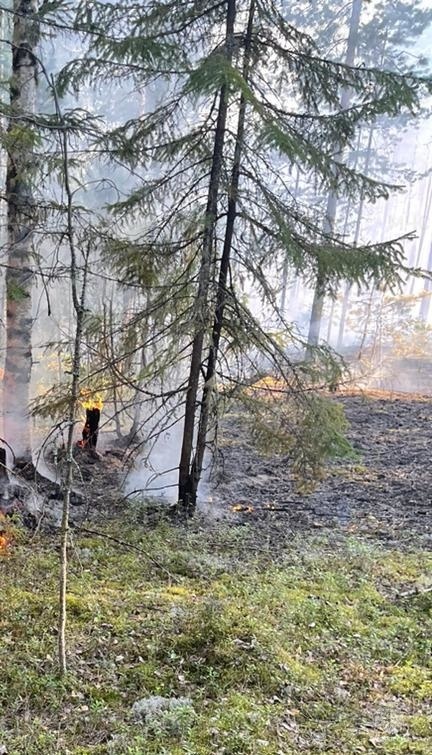 Лесной пожар в Шарьинском районе