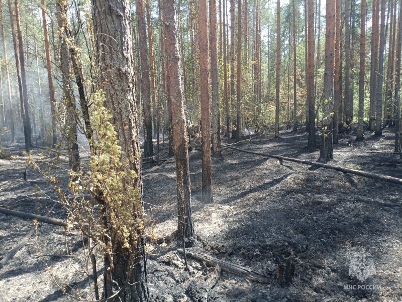 Лесной пожар в Макарьевском районе