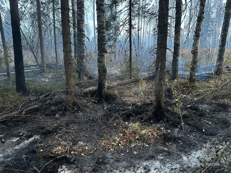 Лесной пожар в Солигаличском муниципальном округе ликвидирован